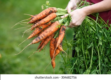 Woman holding a freshly dug carrots. Locavore movement, local farming, harvesting concept