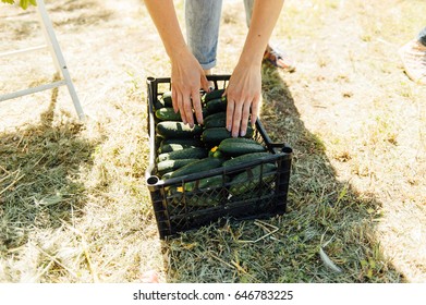 Woman holding a freshly harvested cucumbers.