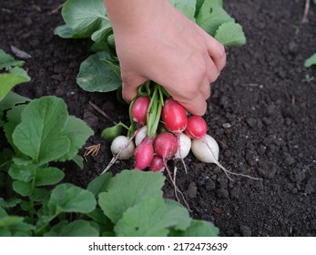 A woman holding freshly harvested radishes in her hand above soil. Close up.