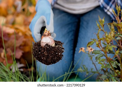 Woman holding garden trowel with soil and Hyacinth flower bulb to be planted in the garden