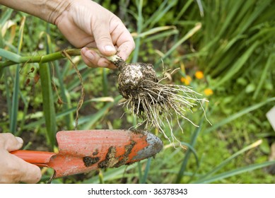 Woman Holding Garlic In Hand On Her Garden