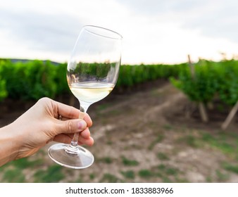 A woman holding a glass of white wine in front of grapevines in a vineyard. Chardonnay. Green grape vine trees growing in vineyard. Beautiful landscape. Autumn in the garden is harvest time