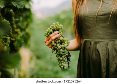 Woman Holding Grape In Wine Yard. Close Up Shot. Grape Harvest.