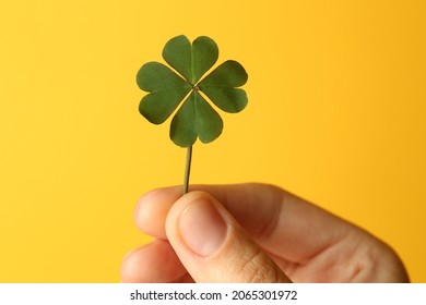 Woman holding green four leaf clover on yellow background, closeup - Shutterstock ID 2065301972