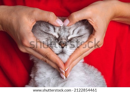 Woman holding her lovely cute grey cat face and making a heart shape with her hands. Love for the animals. Pets and people lifestyle. Valentine's day concept