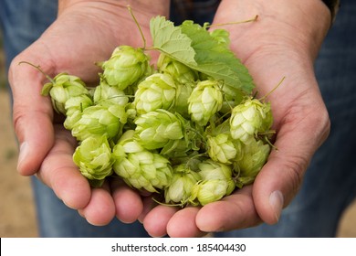 Woman holding hop in her hands