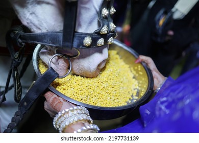 A Woman Holding A Horse Of Gram Lentils In Her Hand.