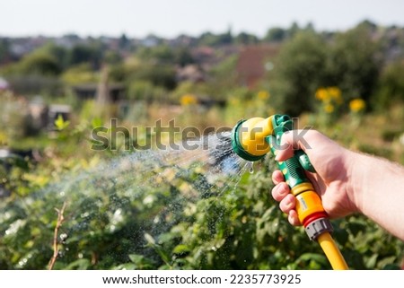 Woman holding a  hosepipe spraying water onto crops to water allotment before the hosepipe ban 
 for global warming climate change to  conserve water. Shallow depth of field, space for copy.