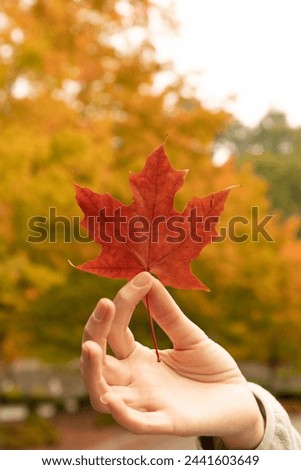 woman holding leaf autumn changing leaves on an empty road