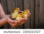 woman holding little ducklings in her palms side view