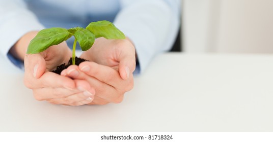 Woman Holding A Little Plant In Her Hands