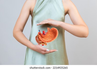 woman is holding mock stomach in the hands. Help and care concept - Shutterstock ID 2214925265
