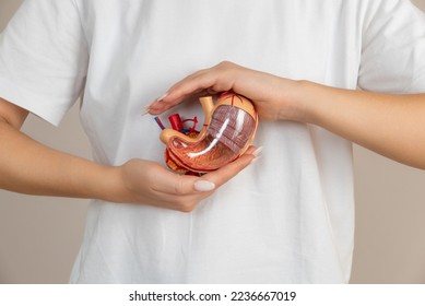 woman is holding mock stomach in the hands. Help and care concept - Shutterstock ID 2236667019