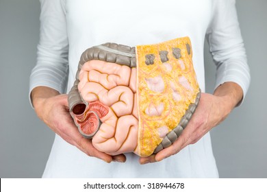 Woman holding model of human intestines in front of body on white background