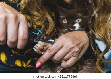 A woman holding a paw and cutting claws of Devon Rex cat with a clipper. High quality photo - Shutterstock ID 2311795669