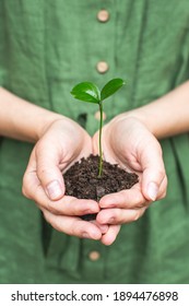 Woman Holding Plant In Hands. Concept Of Home Garden. Ecology Concept. Spring Time. Taking Care Of Home Plants