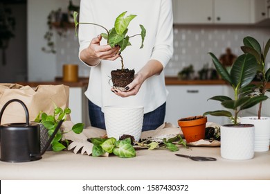 Woman holding plant, syngonium sprout. At home white kitchen on background. Life concept, femininity symbol - Powered by Shutterstock