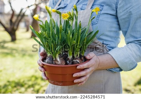 Woman holding planted daffodil flowers in pot. Spring gardening