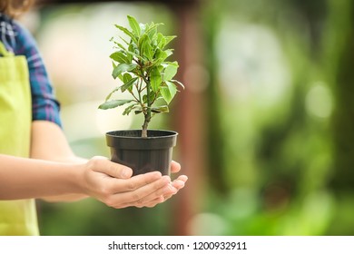 Woman Holding Pot With Bay Tree Outdoors