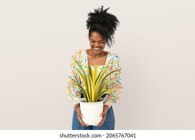 Woman Holding A Potted Spider Plant