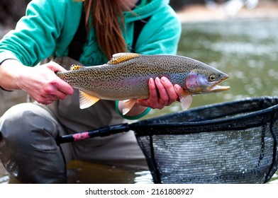 Woman Holding A Rainbow Trout That Was Caught While Fly Fishing In Alberta 