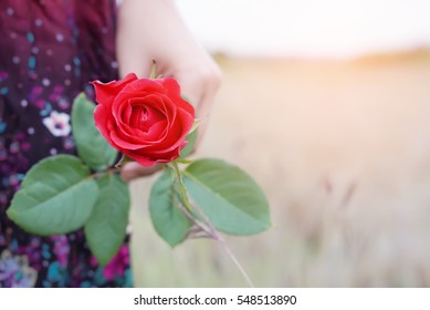 woman holding a red rose in her hand on Valentine's Day