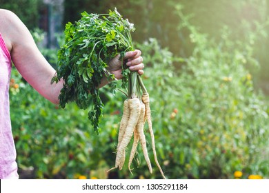 Woman is holding a root parsley vegetables in her hands. Harvesting in organic garden - Powered by Shutterstock