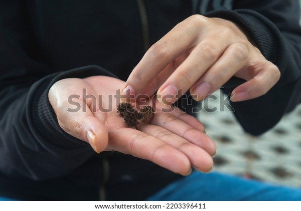 Woman holding shelled pine nuts, closeup. Organic snack,\
Pinus kesiya Royle ex Gordon old cone detail in hand , the tree\
also called Pinaceae specie , umbrella pine and parasol pine, is\
from the pine 