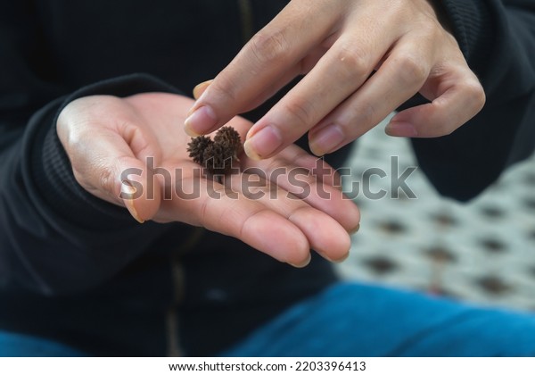 Woman holding shelled pine nuts, closeup. Organic snack,\
Pinus kesiya Royle ex Gordon old cone detail in hand , the tree\
also called Pinaceae specie , umbrella pine and parasol pine, is\
from the pine 