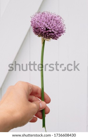 Similar – Allium isolated on white background