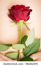 Woman Holding Single Rose On Her Belly