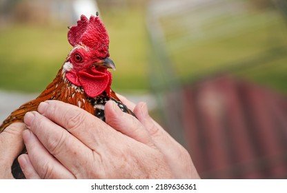 Woman Holding Small Bantam Chicken Rooster With Bright Red Comb, Closeup Detail Only Head Visible