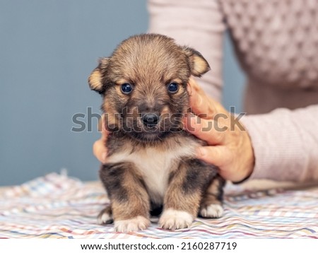 Woman holding a small brown puppy. Caring for animals