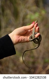 Woman holding snake in hand with blurred background