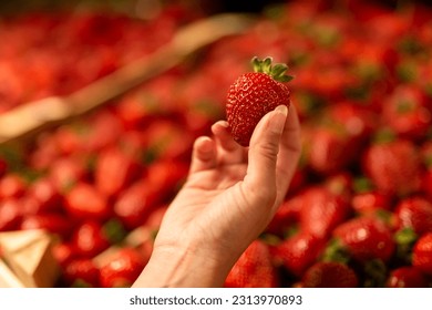 Woman holding strawberry close up. Young woman buying strawberry - Powered by Shutterstock