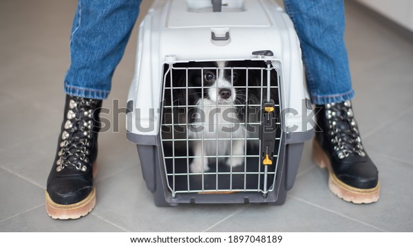 A woman is holding a travel\
cage with a dog inside. Holidays with a pet. Papillon dog\
butterfly.