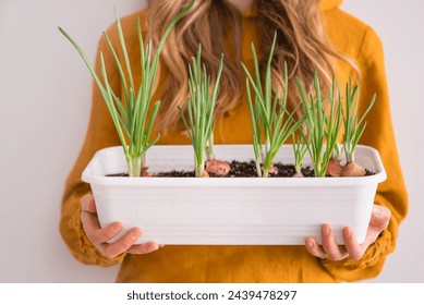 Woman Holding a Tray of Green Onion Sprouts in a White Planter. Growing greenery at home by the window. - Powered by Shutterstock