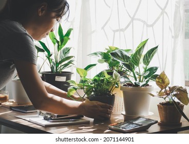 woman holding tree sell online to make money from home, start up small business concept. concept at home interior gardening filled plants. Auspicious trees, trees purify the air. - Shutterstock ID 2071144901