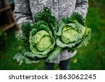 Woman holding two heads of savoy cabbage