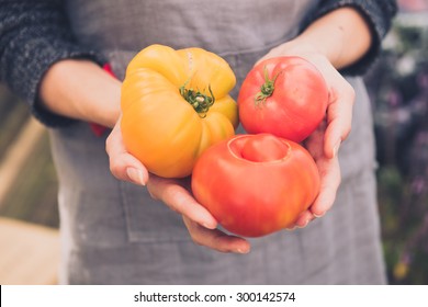 Woman Holding Variety Of Organic Heirloom Tomatoes