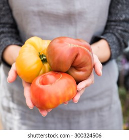 Woman Holding Variety Of Organic Heirloom Tomatoes