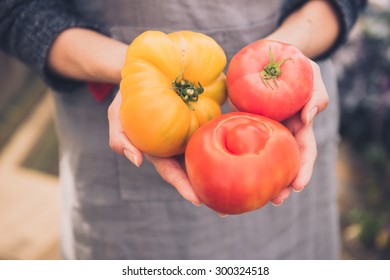 Woman Holding Variety Of Organic Heirloom Tomatoes