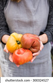 Woman Holding Variety Of Organic Heirloom Tomatoes