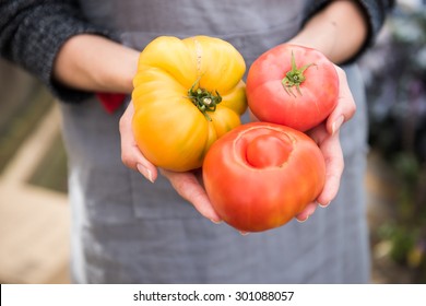 Woman Holding Variety Of Organic Heirloom Tomatoes