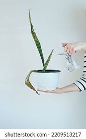 Woman Holding And Water Spraying Withered, Dying Sansevieria Plant. Overflow Of Sansevieria. Rotting Of The Roots Of A House Plant. Bright Background, Selective Focus