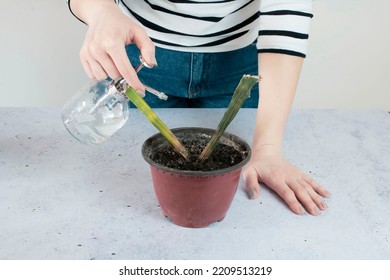 Woman Holding And Water Spraying Withered, Dying Sansevieria Plant. Overflow Of Sansevieria. Rotting Of The Roots Of A House Plant.