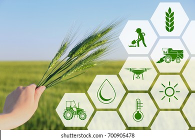 Woman holding wheat spikelets in field, closeup. Concept of smart agriculture and modern technology