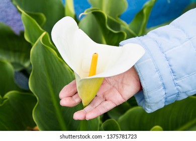 woman holding a white flower calla in the garden - Powered by Shutterstock