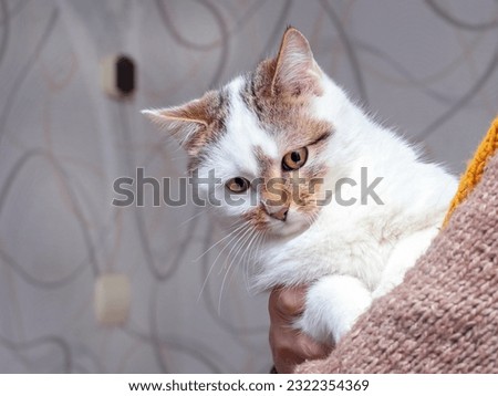 Woman holding a white spotted cat, love for animals