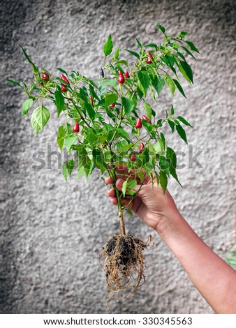 Woman is holding whole plant with red Tabasco chilies.